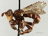  ( - JSS17505)  @11 [ ] CreativeCommons - Attribution (2013) CNC/CBG Photography Group Centre for Biodiversity Genomics