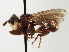  ( - JSS17506)  @11 [ ] CreativeCommons - Attribution (2013) CNC/CBG Photography Group Centre for Biodiversity Genomics