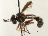 ( - JSS17530)  @13 [ ] CreativeCommons - Attribution (2013) CNC/CBG Photography Group Centre for Biodiversity Genomics