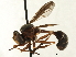  ( - JSS17532)  @13 [ ] CreativeCommons - Attribution (2013) CNC/CBG Photography Group Centre for Biodiversity Genomics