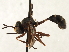  ( - JSS17539)  @11 [ ] CreativeCommons - Attribution (2013) CNC/CBG Photography Group Centre for Biodiversity Genomics