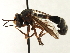  ( - JSS17542)  @13 [ ] CreativeCommons - Attribution (2013) CNC/CBG Photography Group Centre for Biodiversity Genomics