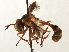  ( - JSS17546)  @14 [ ] CreativeCommons - Attribution (2013) CNC/CBG Photography Group Centre for Biodiversity Genomics