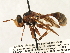  (Physocephala texana - JSS17556)  @14 [ ] CreativeCommons - Attribution (2013) CNC/CBG Photography Group Centre for Biodiversity Genomics