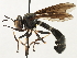  (Physocephala tibialis - JSS17558)  @15 [ ] CreativeCommons - Attribution (2013) CNC/CBG Photography Group Centre for Biodiversity Genomics