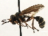  (Physocephala marginata - JSS17572)  @15 [ ] CreativeCommons - Attribution (2013) CNC/CBG Photography Group Centre for Biodiversity Genomics