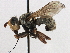  ( - JSS17579)  @11 [ ] CreativeCommons - Attribution (2013) CNC/CBG Photography Group Centre for Biodiversity Genomics