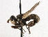  ( - JSS17589)  @11 [ ] CreativeCommons - Attribution (2013) CNC/CBG Photography Group Centre for Biodiversity Genomics