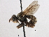  ( - JSS17602)  @11 [ ] CreativeCommons - Attribution (2013) CNC/CBG Photography Group Centre for Biodiversity Genomics