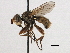  ( - JSS17604)  @11 [ ] CreativeCommons - Attribution (2013) CNC/CBG Photography Group Centre for Biodiversity Genomics