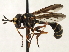  ( - JSS17787)  @11 [ ] CreativeCommons - Attribution (2013) CNC/CBG Photography Group Centre for Biodiversity Genomics
