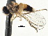  (Agathomyia sp. 4 - JSS20530)  @13 [ ] CreativeCommons - Attribution (2013) CNC/CBG Photography Group Centre for Biodiversity Genomics