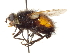  ( - CNC DIPTERA 192214)  @13 [ ] CreativeCommons - Attribution (2012) CNC/CBG Photography Group Centre for Biodiversity Genomics