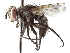  ( - CNC DIPTERA 192219)  @14 [ ] CreativeCommons - Attribution (2012) CNC/CBG Photography Group Centre for Biodiversity Genomics