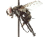  ( - CNC DIPTERA 192220)  @13 [ ] CreativeCommons - Attribution (2012) CNC/CBG Photography Group Centre for Biodiversity Genomics