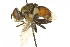  ( - CNC DIPTERA 161829)  @11 [ ] CreativeCommons - Attribution (2011) CNC/CBG Photography Group Centre for Biodiversity Genomics