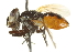  ( - CNC DIPTERA 161835)  @13 [ ] CreativeCommons - Attribution (2011) CNC/CBG Photography Group Centre for Biodiversity Genomics