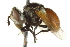  (Gymnosoma sp. 1 - CNC DIPTERA 161843)  @11 [ ] CreativeCommons - Attribution (2011) CNC/CBG Photography Group Centre for Biodiversity Genomics
