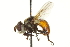  ( - CNC DIPTERA 161848)  @11 [ ] CreativeCommons - Attribution (2011) CNC/CBG Photography Group Centre for Biodiversity Genomics