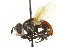  ( - CNC DIPTERA 161850)  @11 [ ] CreativeCommons - Attribution (2011) CNC/CBG Photography Group Centre for Biodiversity Genomics