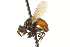  (Gymnosoma sp. 2 - CNC DIPTERA 161851)  @13 [ ] CreativeCommons - Attribution (2011) CNC/CBG Photography Group Centre for Biodiversity Genomics