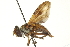  (Ectophasia - CNC DIPTERA 161865)  @14 [ ] CreativeCommons - Attribution (2011) CNC/CBG Photography Group Centre for Biodiversity Genomics