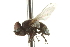  ( - CNC DIPTERA 161918)  @12 [ ] CreativeCommons - Attribution (2012) CNC/CBG Photography Group Centre for Biodiversity Genomics