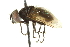  ( - CNC DIPTERA 161924)  @14 [ ] CreativeCommons - Attribution (2012) CNC/CBG Photography Group Centre for Biodiversity Genomics