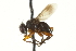  ( - CNC DIPTERA 161945)  @11 [ ] CreativeCommons - Attribution (2012) CNC/CBG Photography Group Centre for Biodiversity Genomics