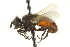  ( - CNC DIPTERA 161949)  @11 [ ] CreativeCommons - Attribution (2012) CNC/CBG Photography Group Centre for Biodiversity Genomics