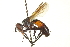  (Cylindromyia binotata - CNC DIPTERA 161959)  @14 [ ] CreativeCommons - Attribution (2012) CNC/CBG Photography Group Centre for Biodiversity Genomics
