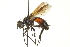  (Cylindromyia binotata - CNC DIPTERA 161961)  @14 [ ] CreativeCommons - Attribution (2012) CNC/CBG Photography Group Centre for Biodiversity Genomics