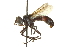  ( - CNC DIPTERA 161974)  @13 [ ] CreativeCommons - Attribution (2012) CNC/CBG Photography Group Centre for Biodiversity Genomics