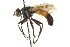  ( - CNC DIPTERA 161975)  @13 [ ] CreativeCommons - Attribution (2012) CNC/CBG Photography Group Centre for Biodiversity Genomics