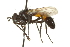 ( - CNC DIPTERA 161976)  @13 [ ] CreativeCommons - Attribution (2012) CNC/CBG Photography Group Centre for Biodiversity Genomics