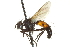  ( - CNC DIPTERA 161979)  @13 [ ] CreativeCommons - Attribution (2012) CNC/CBG Photography Group Centre for Biodiversity Genomics