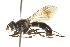  ( - CNC DIPTERA 161984)  @14 [ ] CreativeCommons - Attribution (2012) CNC/CBG Photography Group Centre for Biodiversity Genomics