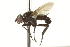  ( - CNC DIPTERA 161987)  @13 [ ] CreativeCommons - Attribution (2012) CNC/CBG Photography Group Centre for Biodiversity Genomics