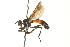  ( - CNC DIPTERA 161988)  @13 [ ] CreativeCommons - Attribution (2012) CNC/CBG Photography Group Centre for Biodiversity Genomics