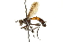  (Prolophosia - CNC DIPTERA 161989)  @14 [ ] CreativeCommons - Attribution (2012) CNC/CBG Photography Group Centre for Biodiversity Genomics
