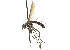  ( - CNC DIPTERA 161991)  @13 [ ] CreativeCommons - Attribution (2012) CNC/CBG Photography Group Centre for Biodiversity Genomics