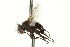 (Leucostoma simplex - CNC DIPTERA 161997)  @13 [ ] CreativeCommons - Attribution (2012) CNC/CBG Photography Group Centre for Biodiversity Genomics
