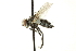  ( - CNC DIPTERA 161999)  @14 [ ] CreativeCommons - Attribution (2012) CNC/CBG Photography Group Centre for Biodiversity Genomics