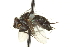  ( - CNC DIPTERA 162001)  @12 [ ] CreativeCommons - Attribution (2012) CNC/CBG Photography Group Centre for Biodiversity Genomics