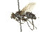  (Acemyini - CNC DIPTERA 162002)  @15 [ ] CreativeCommons - Attribution (2012) CNC/CBG Photography Group Centre for Biodiversity Genomics