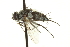  ( - CNC DIPTERA 162003)  @12 [ ] CreativeCommons - Attribution (2012) CNC/CBG Photography Group Centre for Biodiversity Genomics
