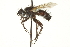  (Pseudopachystylum debile - CNC DIPTERA 162004)  @13 [ ] CreativeCommons - Attribution (2012) CNC/CBG Photography Group Centre for Biodiversity Genomics