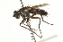  (Neomintho sp. 1 - CNC DIPTERA 162007)  @11 [ ] CreativeCommons - Attribution (2012) CNC/CBG Photography Group Centre for Biodiversity Genomics