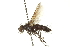  ( - CNC DIPTERA 162008)  @11 [ ] CreativeCommons - Attribution (2012) CNC/CBG Photography Group Centre for Biodiversity Genomics