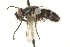  (Neomintho sp. 2 - CNC DIPTERA 162009)  @11 [ ] CreativeCommons - Attribution (2012) CNC/CBG Photography Group Centre for Biodiversity Genomics